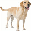 Labrador Retriever Car Air Freshener